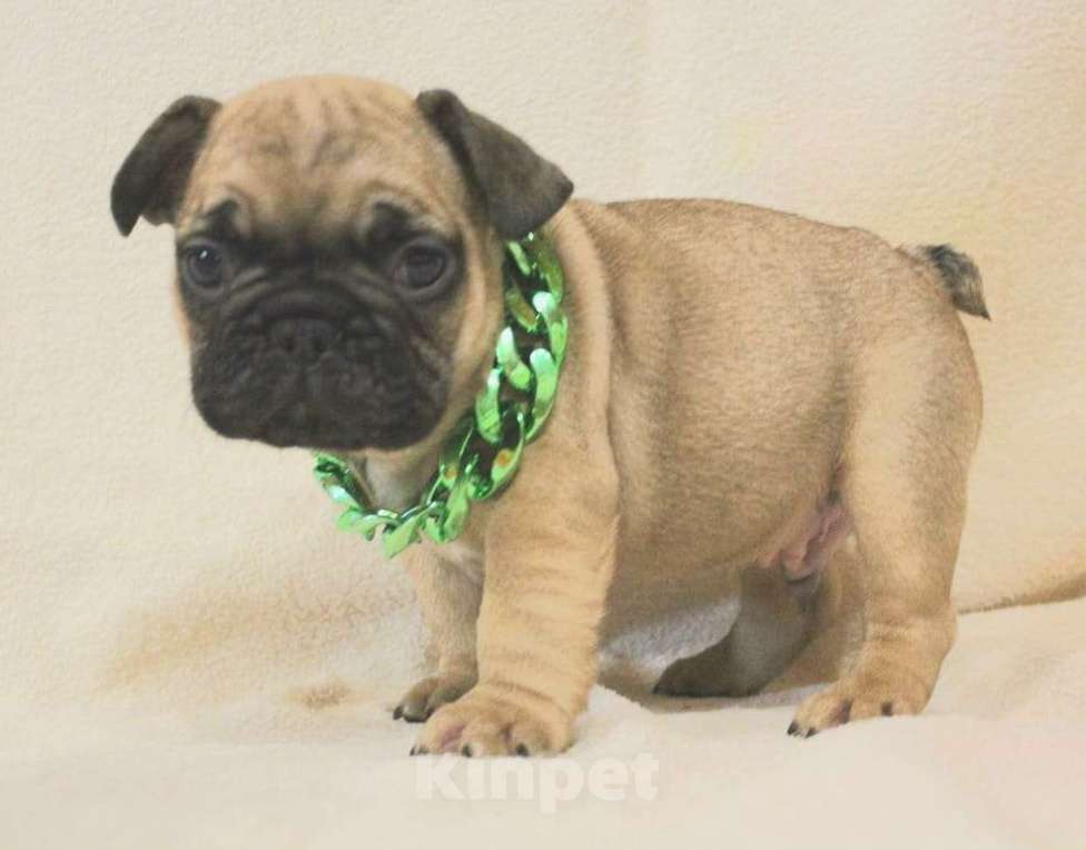 Собаки в Москве: Щенки Французики Мальчик, 130 000 руб. - фото 3