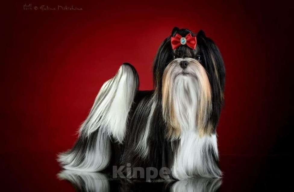 Собаки в Москве: Девочка Бивер Девочка, 265 000 руб. - фото 9