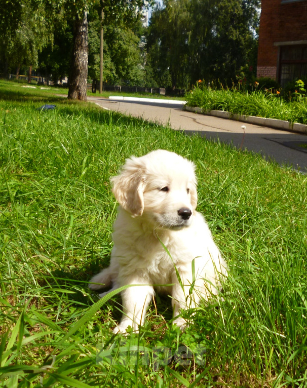 Собаки в Коммунаре: Щенки золотистого ретривера Мальчик, 60 000 руб. - фото 1