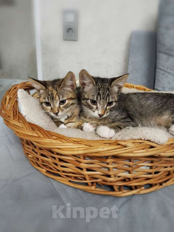 Кошки в Белгороде: Отдам котят в добрые руки  Мальчик, Бесплатно - фото 2