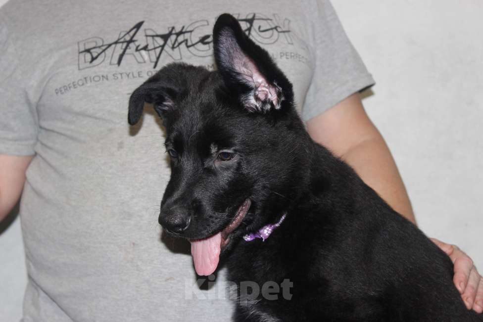 Собаки в Красноярске: Щенок ВЕО Норд Стар Мальчик, Бесплатно - фото 2