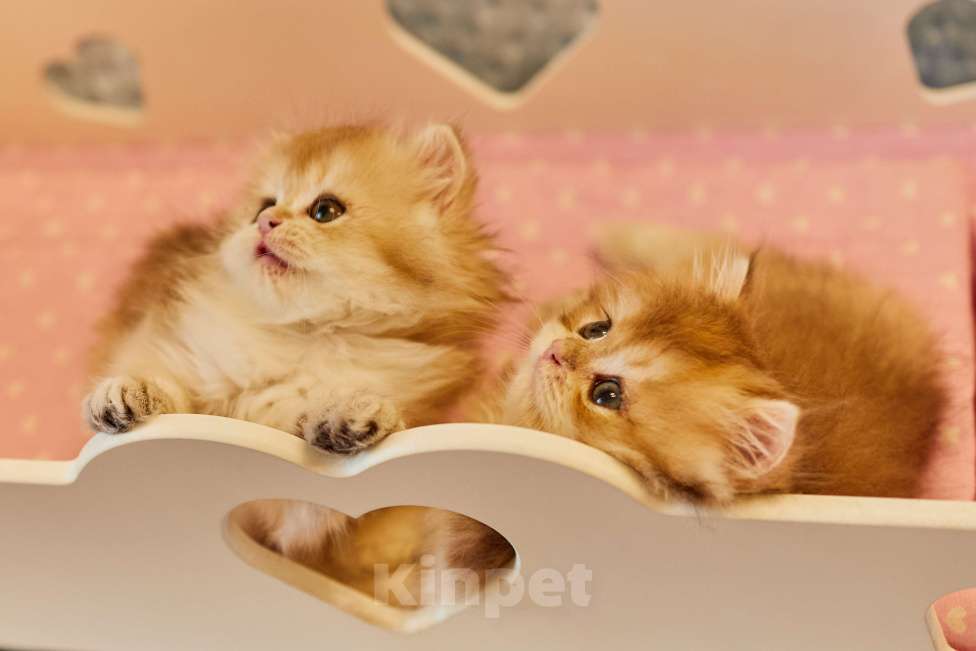 Кошки в Челябинске: Настоящая золотая шиншилла ny12 (ny11) Девочка, 80 000 руб. - фото 5