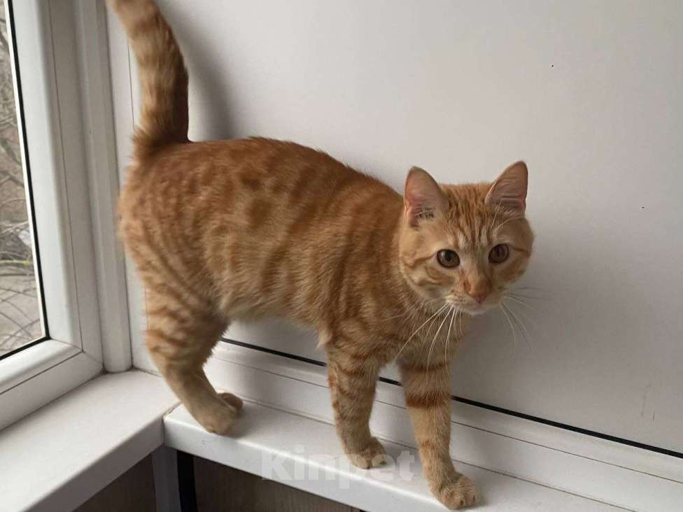 Кошки в Липецке: Ленивый рыжуля - Ларри Мальчик, Бесплатно - фото 3