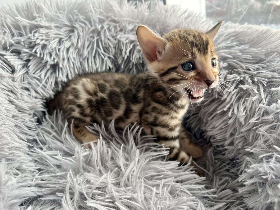 Кошки в Шуе: Бенгальский котенок девочка Девочка, 30 000 руб. - фото 2