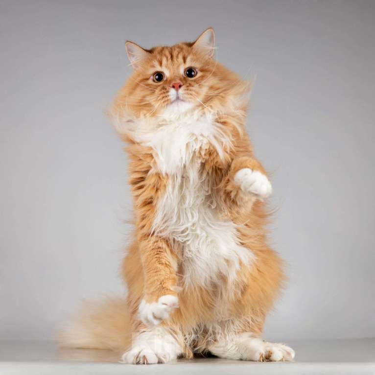 Кошки в Москве: Нежный ласковый юный котик Пушкин Мальчик, Бесплатно - фото 3