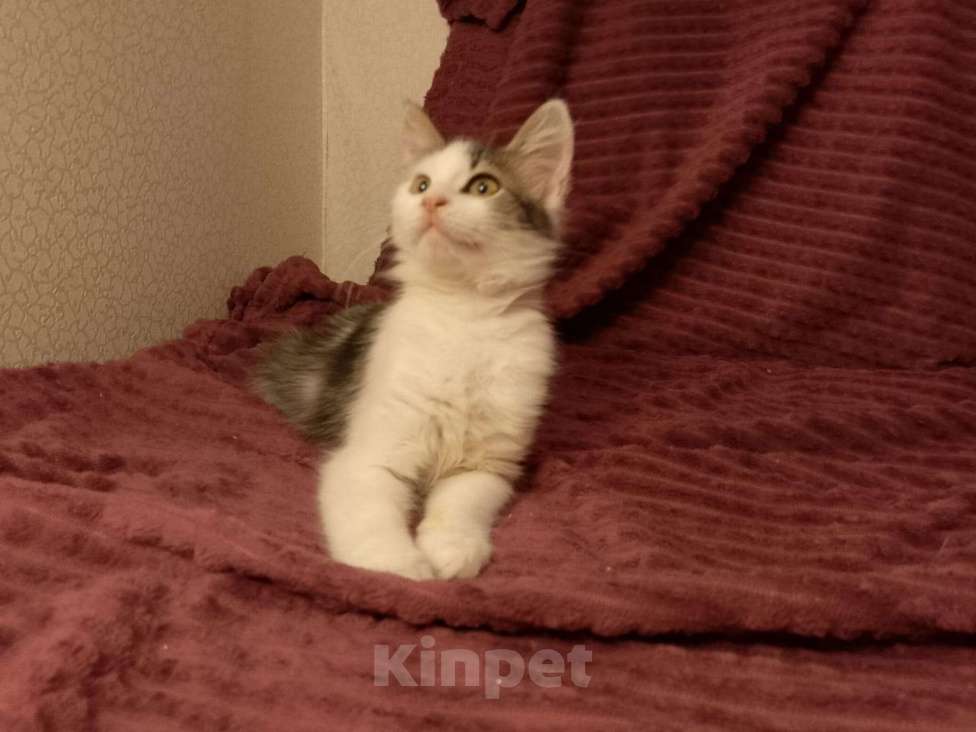 Кошки в Москве: Котёнок в добрые руки  Девочка, Бесплатно - фото 2