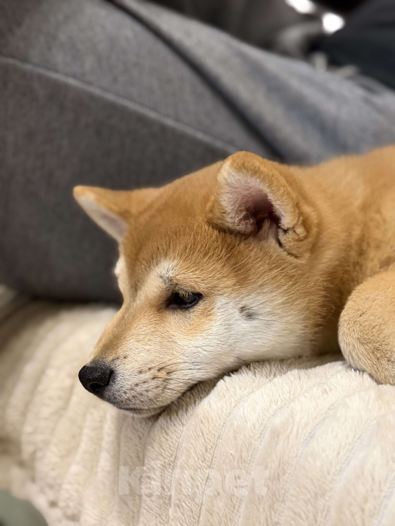 Собаки в Севастополе: Сиба-ину щенок мальчик Мальчик, 60 000 руб. - фото 5
