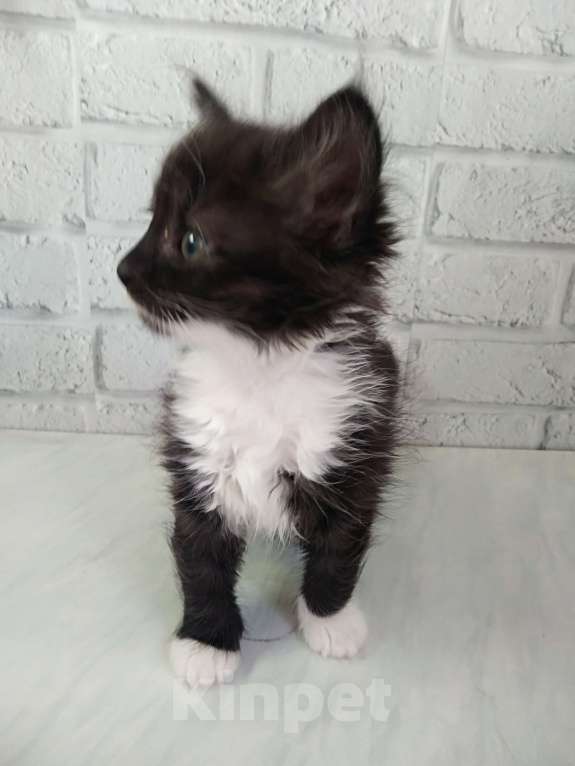 Кошки в Санкт-Петербурге: Пушистая девочка 1,5 мес Девочка, Бесплатно - фото 3