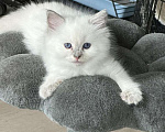 Кошки в Москве: Малышки Рэгдолл Девочка, 35 000 руб. - фото 1