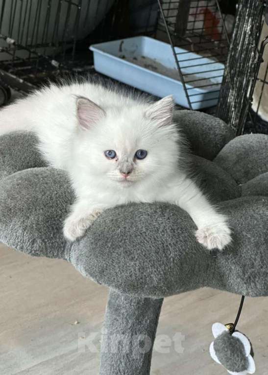 Кошки в Москве: Малышки Рэгдолл Девочка, 35 000 руб. - фото 1