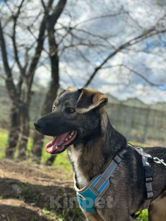 Собаки в Москве: Степа Мальчик, Бесплатно - фото 1