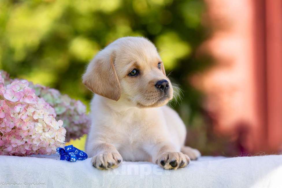 Собаки в Москве: Палевый щенок лабрадора  Мальчик, 100 000 руб. - фото 7