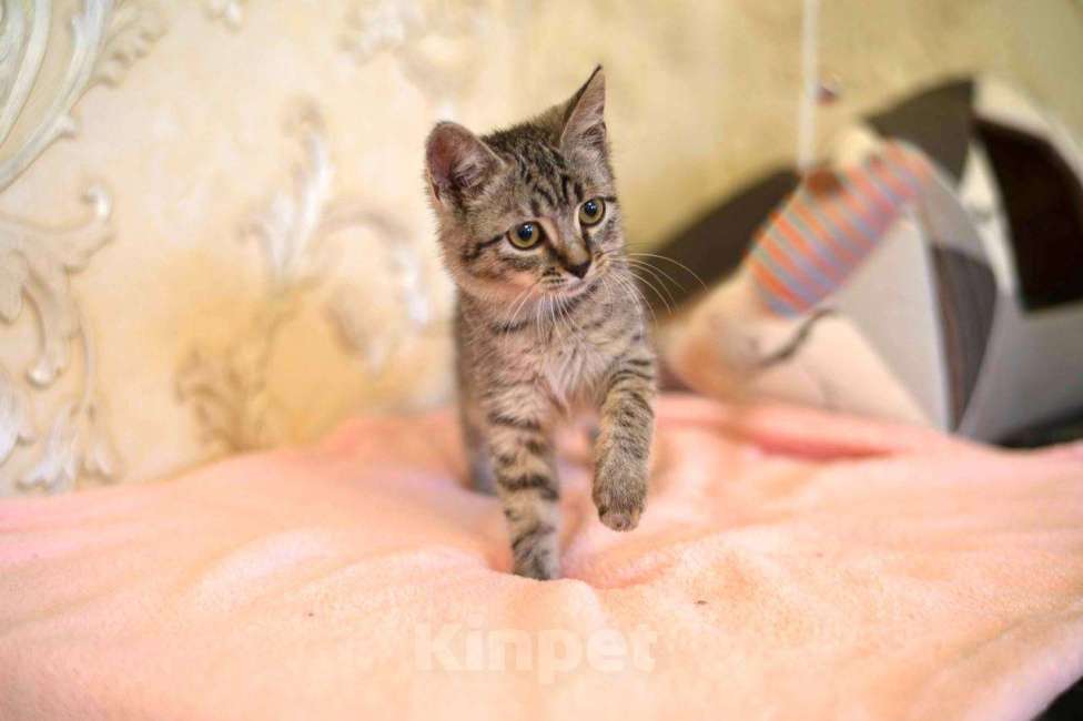 Кошки в Москве: Малышка Мелисса ищет семью Девочка, Бесплатно - фото 3