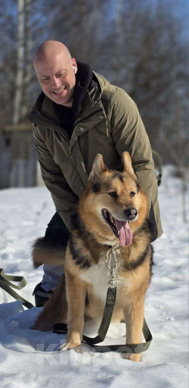 Собаки в Королеве: Джан! Воплощение мужества и харизмы! Мальчик, Бесплатно - фото 4