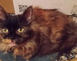 Кошки в Москве: Шоколадно-рыжая сибирская малышка Девочка, Бесплатно - фото 6