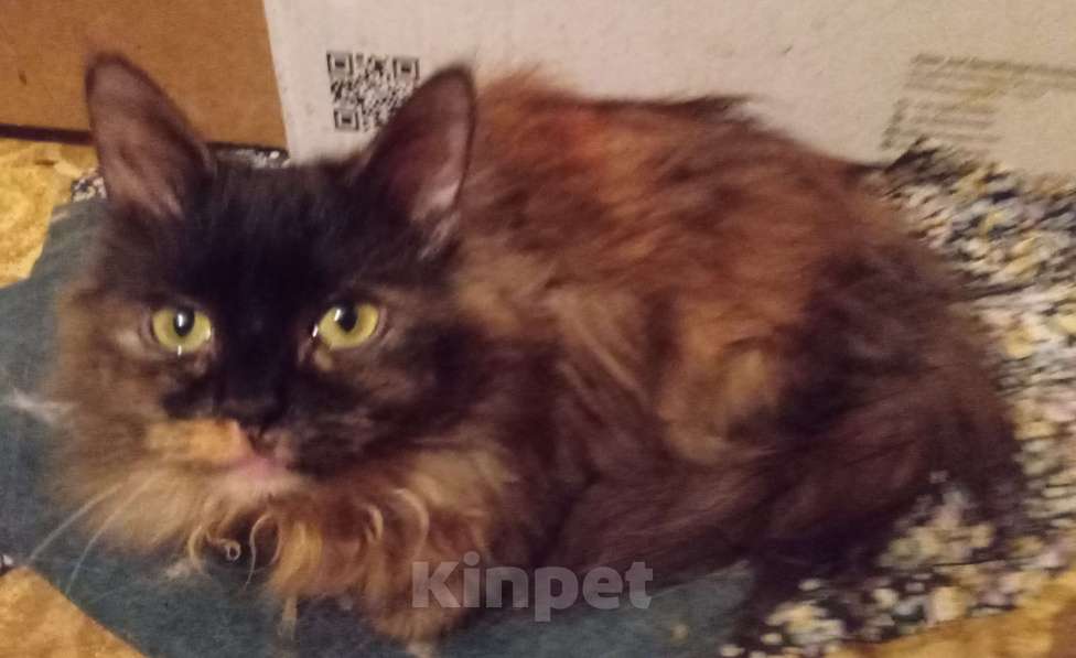 Кошки в Москве: Шоколадно-рыжая сибирская малышка Девочка, Бесплатно - фото 6