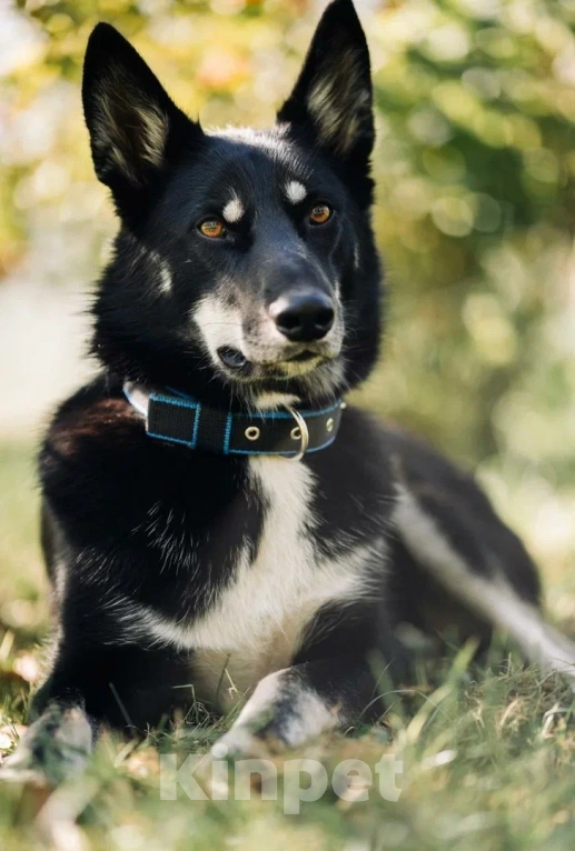 Собаки в других городах Московской области: Джек якутенок Мальчик, Бесплатно - фото 4
