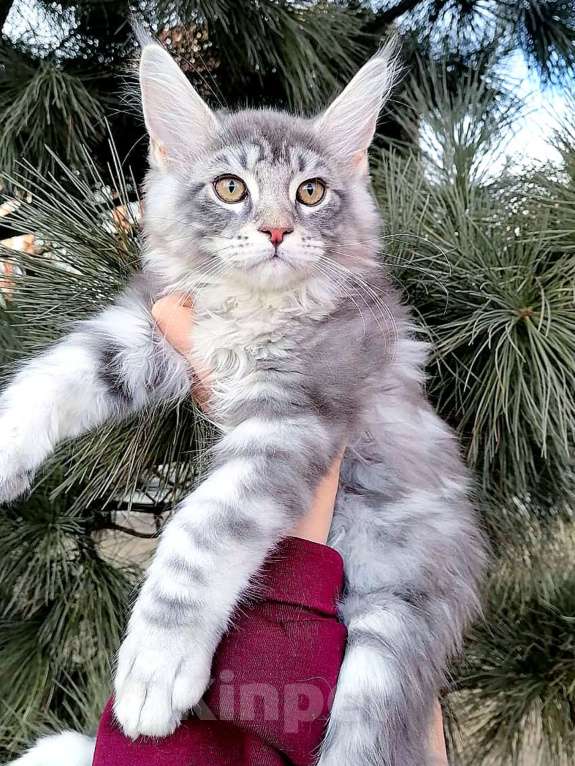 Кошки в Красноярске: Брюлик лучший Мальчик, 45 000 руб. - фото 2