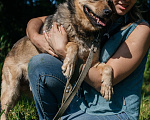 Собаки в Химках: Невероятный Зорро Мальчик, Бесплатно - фото 5