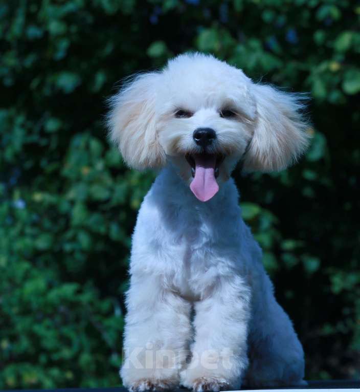 Собаки в Москве: мальтипу Ф1 щенки мини Мальчик, 70 000 руб. - фото 6