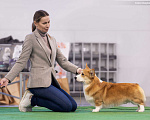 Собаки в Санкт-Петербурге: Вельш Корги Пемброк Мальчик, Бесплатно - фото 3