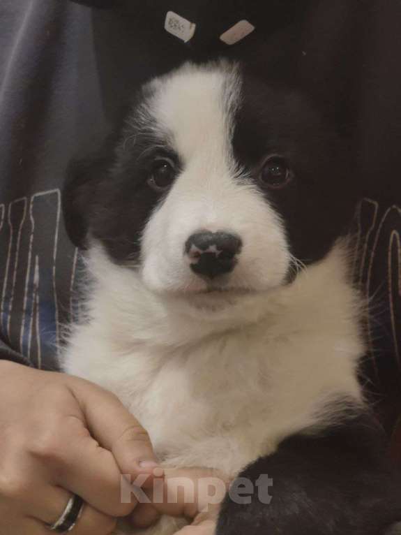 Собаки в других городах Ленинградской области: продам бордер колли Девочка, Бесплатно - фото 1