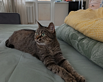 Кошки в Санкт-Петербурге: Кошка очарование Девочка, Бесплатно - фото 2