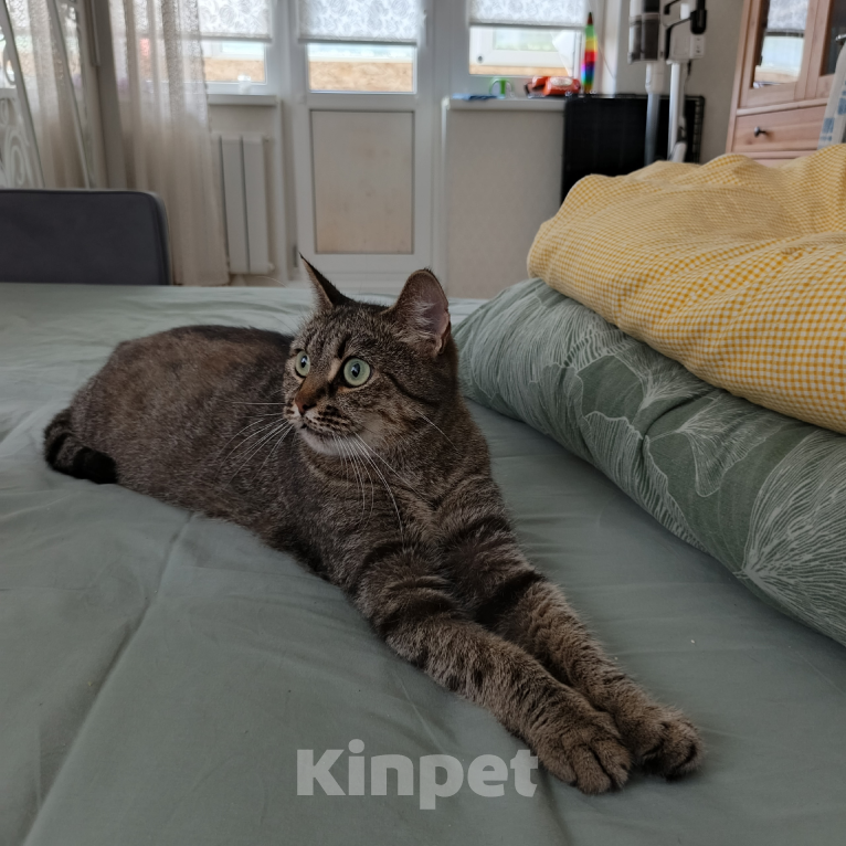 Кошки в Санкт-Петербурге: Кошка очарование Девочка, Бесплатно - фото 2