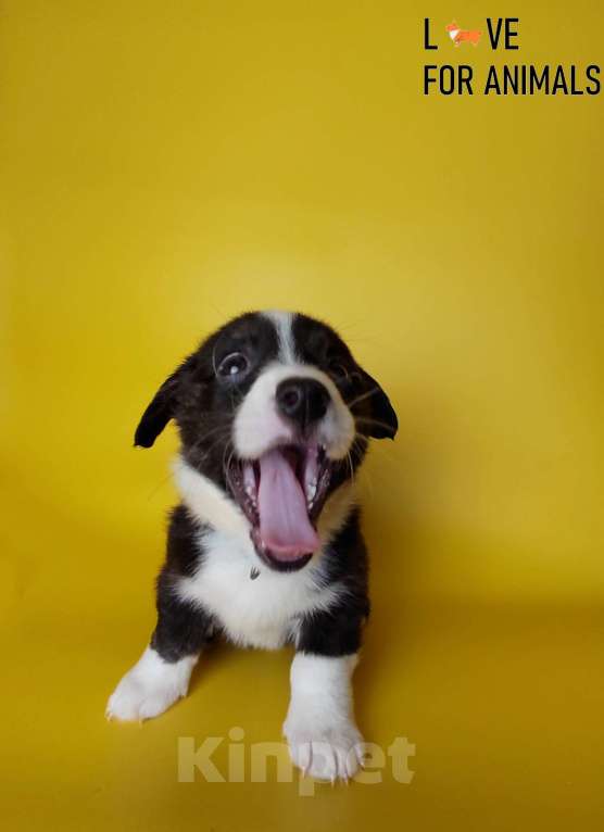 Собаки в Москве: Корги кардиган Мальчик, 30 000 руб. - фото 3