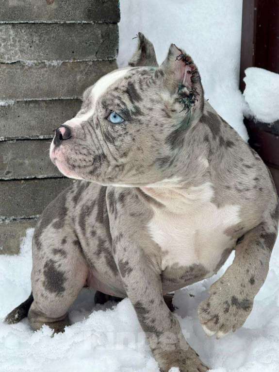 Собаки в других городах Московской области: Предлагаются шикарные малыши Американский Булли разных типов 🤗 Разнополые, Бесплатно - фото 4