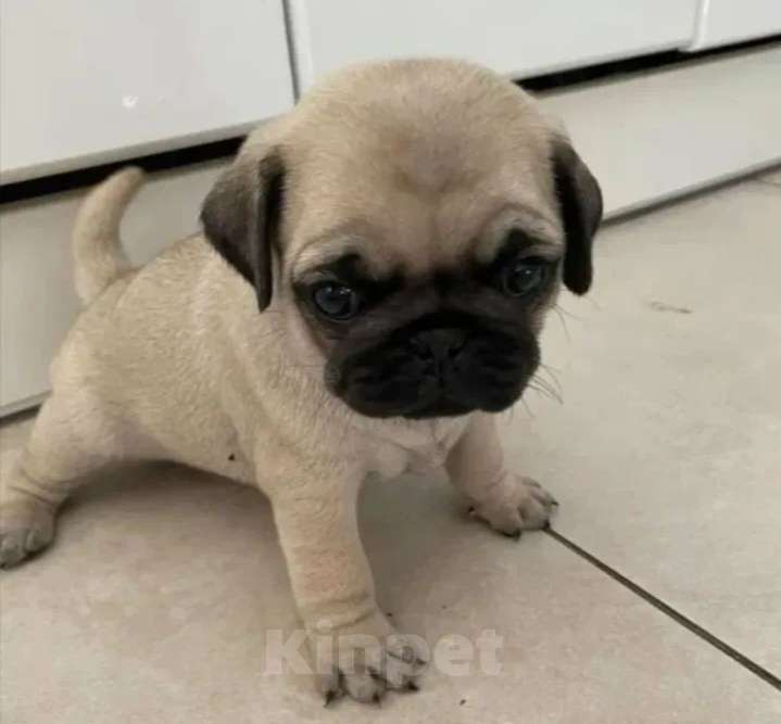 Собаки в Калининграде: Щенки мопсы Девочка, 13 800 руб. - фото 3