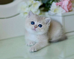 Кошки в Москве: Милый британский котенок Девочка, 100 000 руб. - фото 1