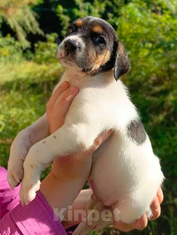 Собаки в Москве: Кевин Мальчик, Бесплатно - фото 5