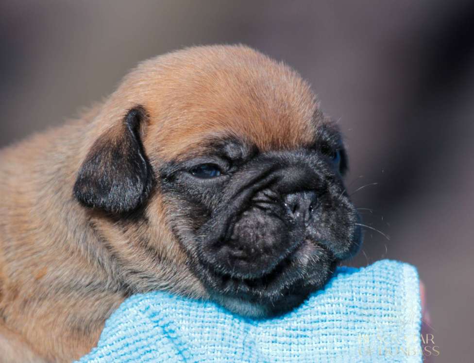Собаки в Ртищево: Щенки французского бульдога Мальчик, 100 000 руб. - фото 3