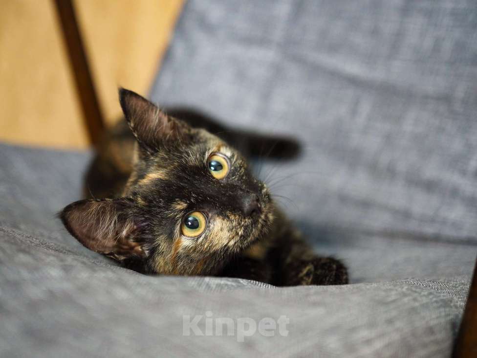 Кошки в Москве: Трехцветный котёнок Пеппи в добрые руки Девочка, 1 руб. - фото 5