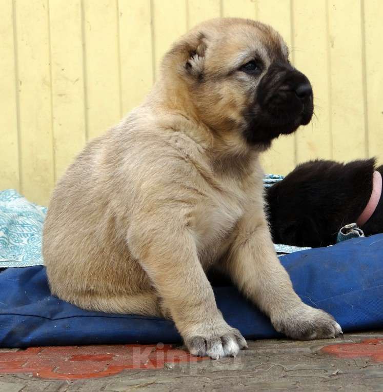 Собаки в Екатеринбурге: Среднеазиатская овчарка (алабай) Девочка, 40 000 руб. - фото 8