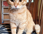 Кошки в Ногинске: Рыжий котенок Девочка, Бесплатно - фото 2