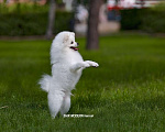 Собаки в Челябинске: Шпиц Померанский Белый Девочка, 75 000 руб. - фото 2