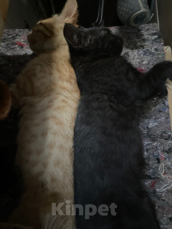 Кошки в Краснодаре: Котята в добрые руки Мальчик, Бесплатно - фото 3
