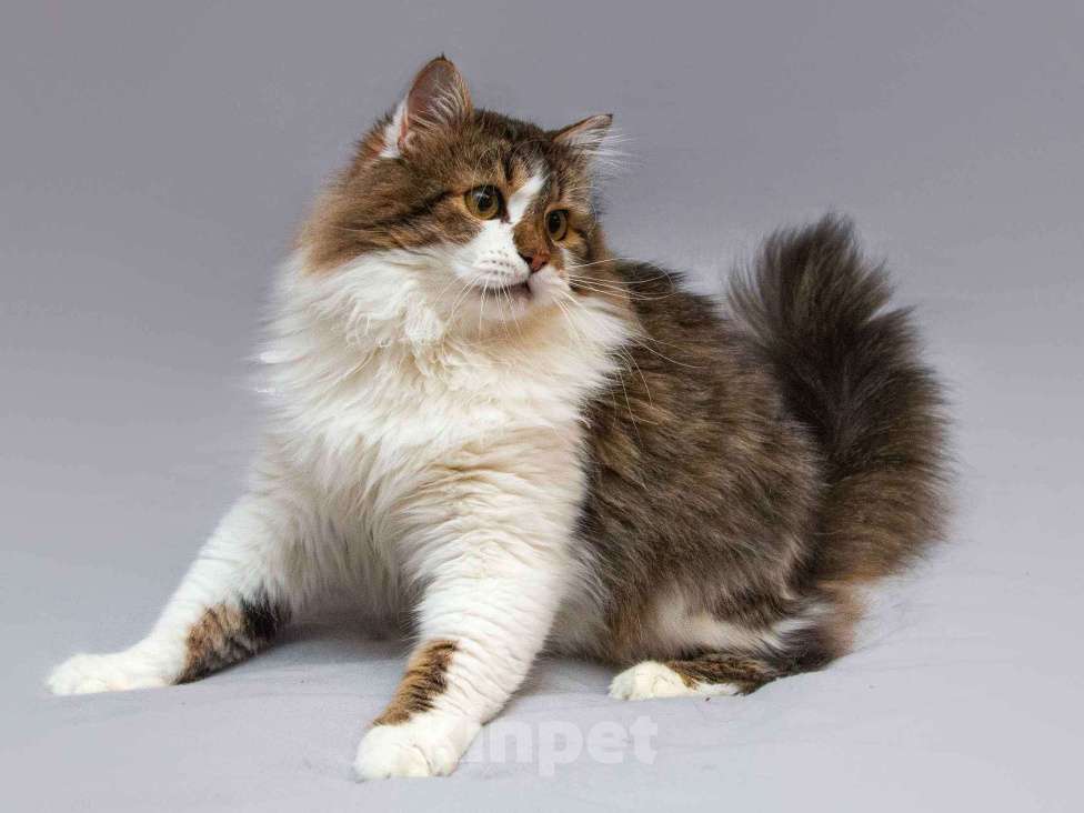 Кошки в Москве: Нежный ласковый котик Симон в добрые руки Мальчик, Бесплатно - фото 7