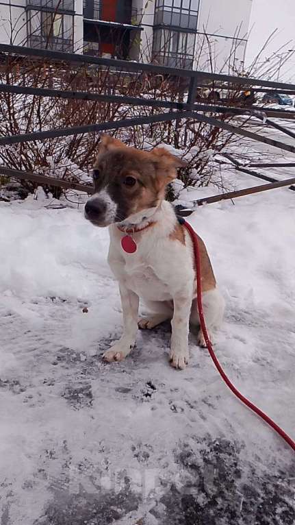 Собаки в Санкт-Петербурге: Маленькая и ласковая собачка, диванный вариант Девочка, Бесплатно - фото 3