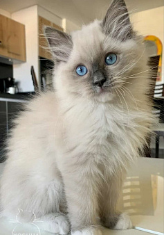 Котята рэгдолл