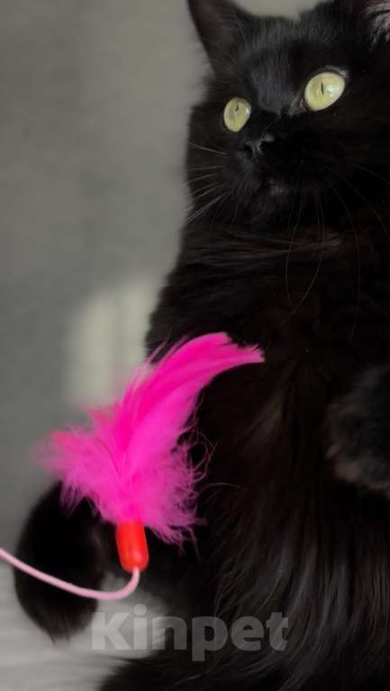 Кошки в Москве: манчкин девочка Девочка, 10 000 руб. - фото 6