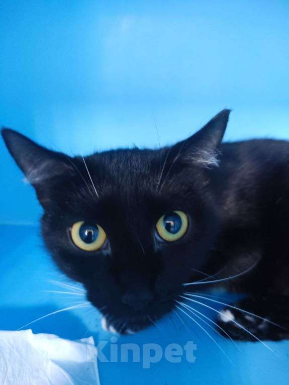 Кошки в Москве: Хозяйку - в психбольницу. Кошку - на улицу. Девочка, Бесплатно - фото 2