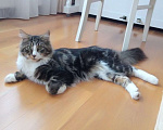 Кошки в Краснодаре: Потерялся кот Мальчик, 1 000 руб. - фото 1