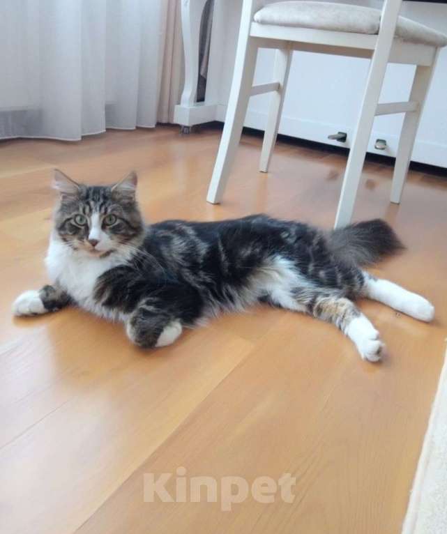 Кошки в Краснодаре: Потерялся кот Мальчик, 1 000 руб. - фото 1