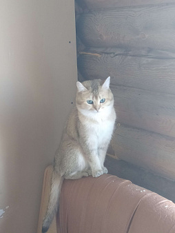 Объявление: Котик бритиш, 10 000 руб., Якутск
