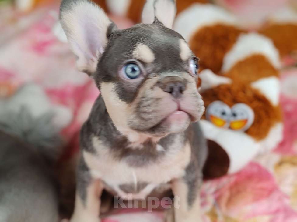 Собаки в Санкт-Петербурге: Шикарная лиловая девочка  Девочка, 80 000 руб. - фото 3