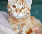 Кошки в Москве: Котёнок Марчелло - рыжее солнышко в добрые руки Мальчик, 10 руб. - фото 7