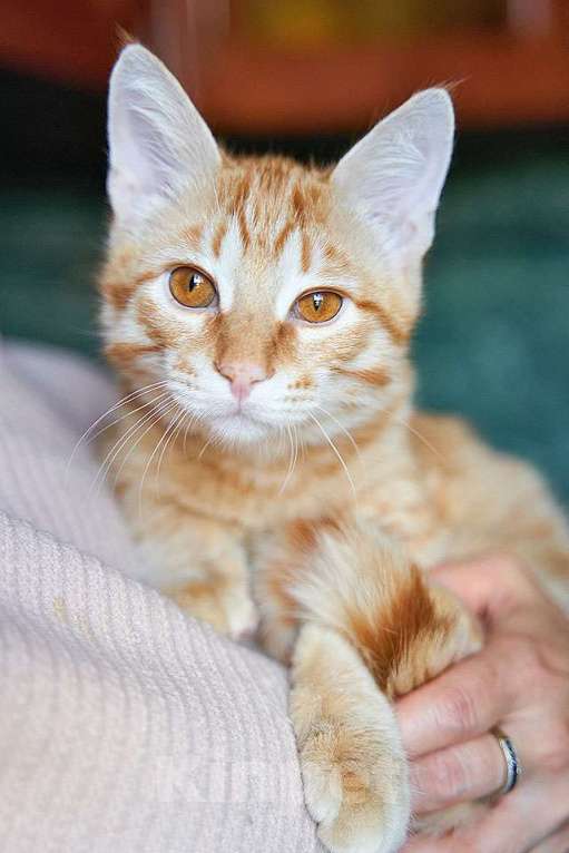 Кошки в Москве: Котёнок Марчелло - рыжее солнышко в добрые руки Мальчик, 10 руб. - фото 7